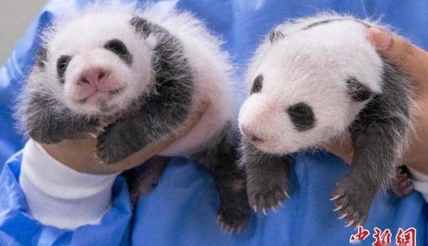 韩国三星爱宝乐园公布雌性双胞胎大熊猫幼崽满月照