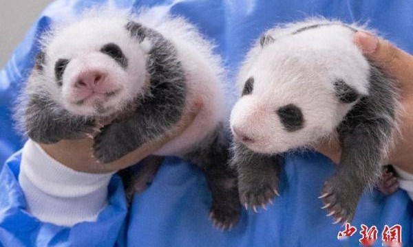 韩国三星爱宝乐园公布雌性双胞胎大熊猫幼崽满月照